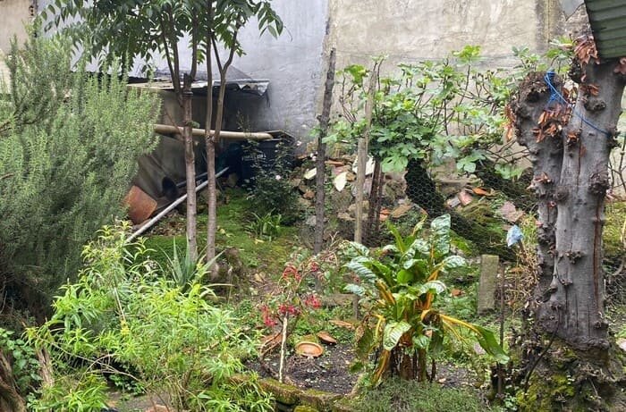 Irene planticas le tiene